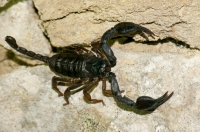 Euscorpius germanicus, Dragonja valley