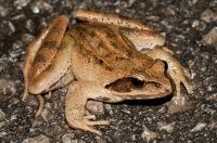 Rana temporaria, Dragonja valley