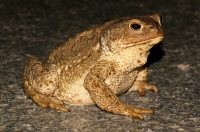 Bufo bufo, Dragonja valley