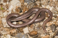 Anguis fragilis complex, Nova Gorica