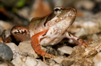 Rana latastei, Nova Gorica