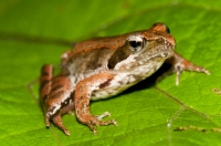 Rana latastei, Nova Gorica