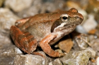 Rana latastei, Nova Gorica