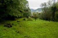 Habitat of Rana latastei, Nova Gorica