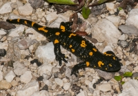 Salamandra salamandra, NP Triglav