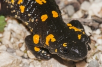 Salamandra salamandra, NP Triglav