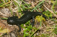 Salamandra atra, NP Triglav