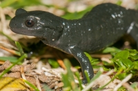 Salamandra atra, NP Triglav