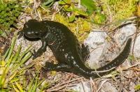 Salamandra atra, NP Triglav