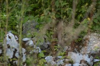 Lacerta viridis, Rakov Škocjan