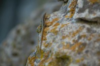 Iberolacerta horvathi, Rakov Škocjan