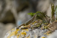 Iberolacerta horvathi, Rakov Škocjan