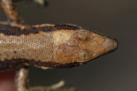 Iberolacerta horvathi, Rakov Škocjan