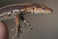 Iberolacerta horvathi, Rakov Škocjan