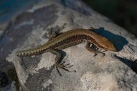 Iberolacerta horvathi, Rakov Škocjan
