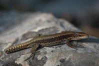 Iberolacerta horvathi, Rakov Škocjan