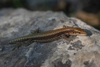 Iberolacerta horvathi, Rakov Škocjan