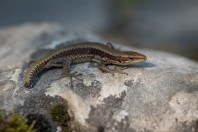 Iberolacerta horvathi, Rakov Škocjan