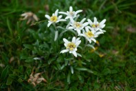Leontopodium alpinum, Snežnik