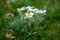 Leontopodium alpinum, Snežnik