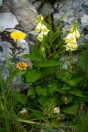 Digitalis sp., Stol