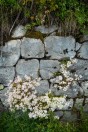 Sedum sp., Stol