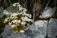 Sedum sp., Stol