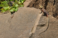 Oriental Garden Lizard (Calotes cf. versicolor), Negombo