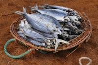 Dried fish, Negombo