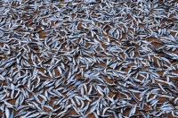 Sušení ryb, Negombo