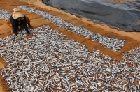 Sušení ryb, Negombo
