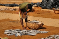 Rybí trh, Negombo