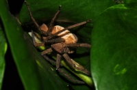 Spider, Deniyaya