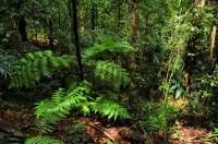 Interior of the rainforest, Sinharaja 