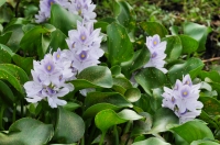 Water hyacinth (Eichhornia sp.), Tissamaharama