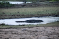Mugger crocodile (Crocodylus palustris), Yala NP