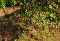 Common Kingfisher (Alcedo atthis), Yala NP