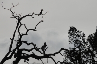 Malabar Pied Hornbill (Anthracoceros coronatus), Yala NP