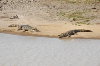 Crocodylus palustris, Yala NP