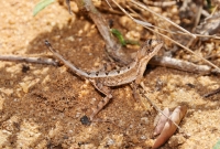 Fan-throated lizard (Sitana ponticeriana), Yala NP