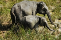 Elephas maximus, Yala NP