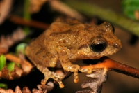 Pseudophilautus cf. popularis, Ella