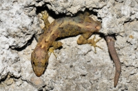 Cnemaspis sp., Ella