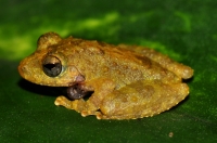 Pseudophilautus sp., Ella