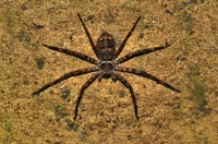 Sparassidae, Ella