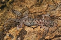 Hemidactylus brookii, Kandy