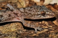 Hemidactylus brookii, Kandy