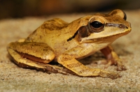 Common Indian tree frog (Polypedates maculatus), Dambulla