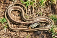 Dendrelaphis tristis, Dambulla