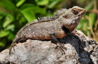 Calotes cf. versicolor, Sigiriya